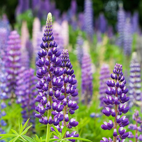 Lupine flowers