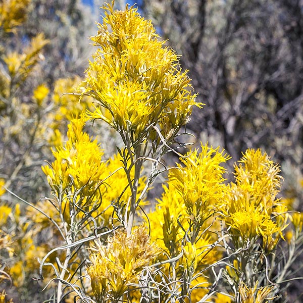Goldenrod flowers