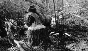 tree eaten by beaver