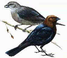 cowbirds drawing